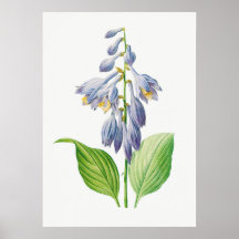 Plantain Lily Hosta Flower Botanical Vintage