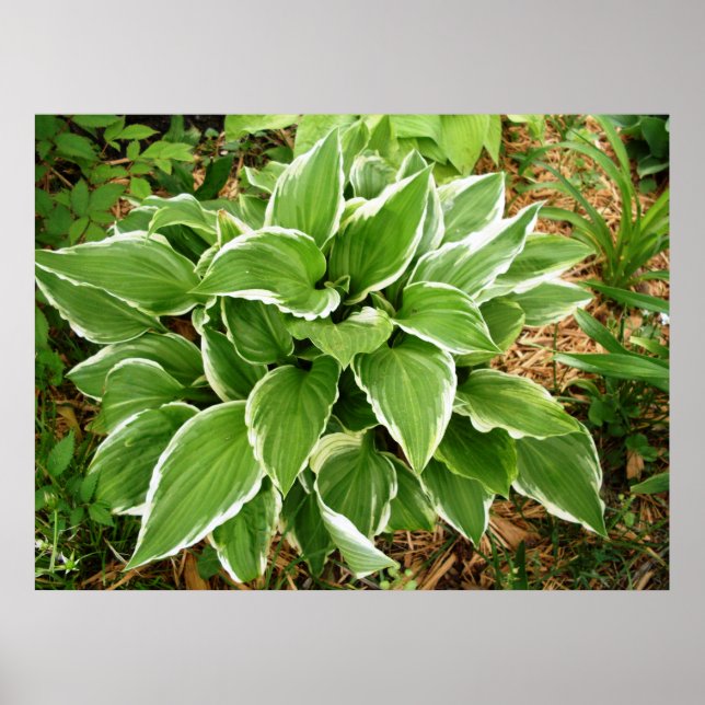 Plantain Lily Hosta Plant Leaves Poster (Front)