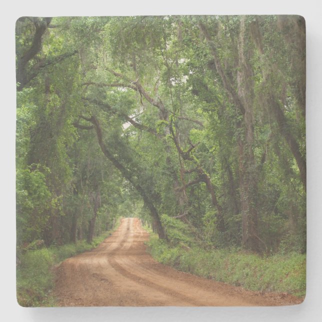 Plantation Canopy Road in Georgia Square Coaster (Front)