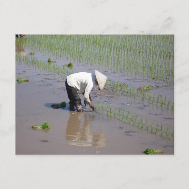 Planting Rice in the fields of Vietnam Postcard (Front)