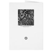 Plants and Grass (Back)