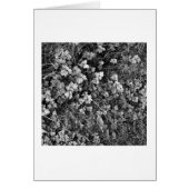 Plants and Grass (Front)