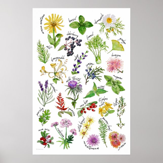 Plants and Herbs Alphabet Poster (Front)