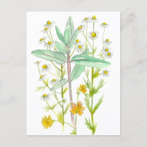 Plants In The Garden Chamomile Milkweed Dandelion Postcard