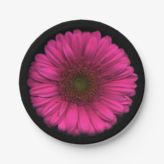 Plants on Plates Pink Daisy