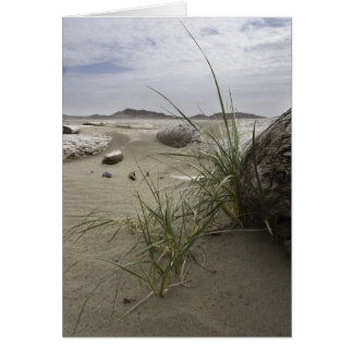 Plants on the Beach (card) Cards