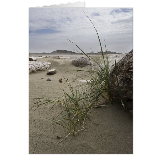 Plants on the Beach (card) Cards (Front)
