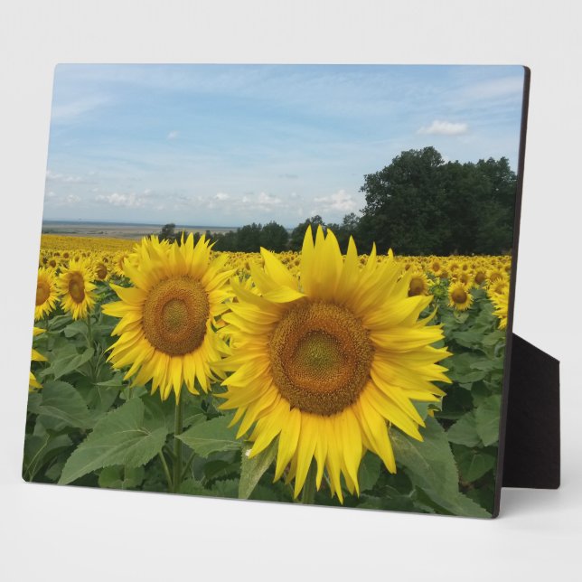 Plaque with Sunflower (Side)