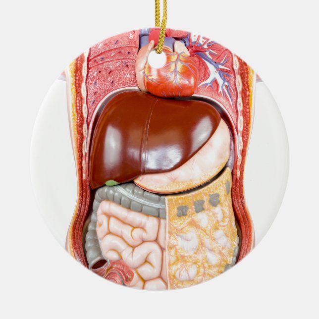 Plastic human torso model with organs on white ceramic ornament (Front)