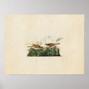 Plate 108 Fox-Colored Sparrow Birds of America Poster
