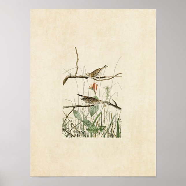 Plate 109 | Savannah Finch | Birds of America Poster (Front)