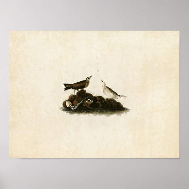 Plate 10 | Brown Titlark | Birds of America Poster (Front)