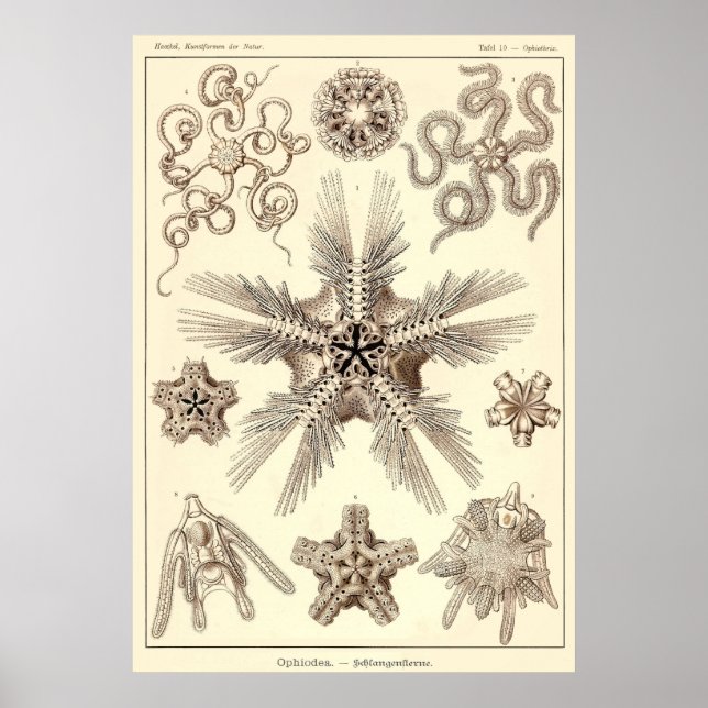 Plate 10 Ophiodea Poster (Front)