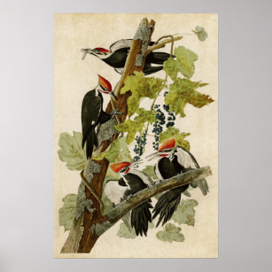 Plate 111   Pileated Woodpecker   Birds of America Poster