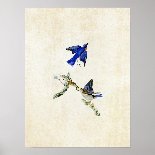 Plate 113 | Bluebird | Birds of America Poster (Front)