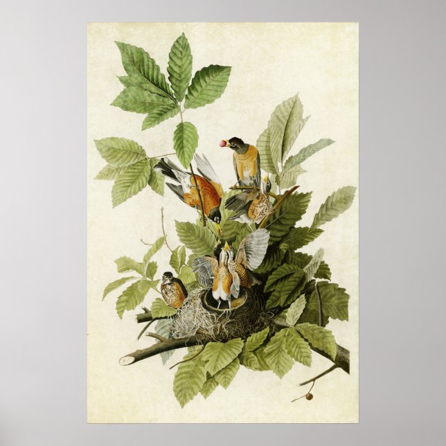 Plate 131 | American Robin | Birds of America Poster (Front)