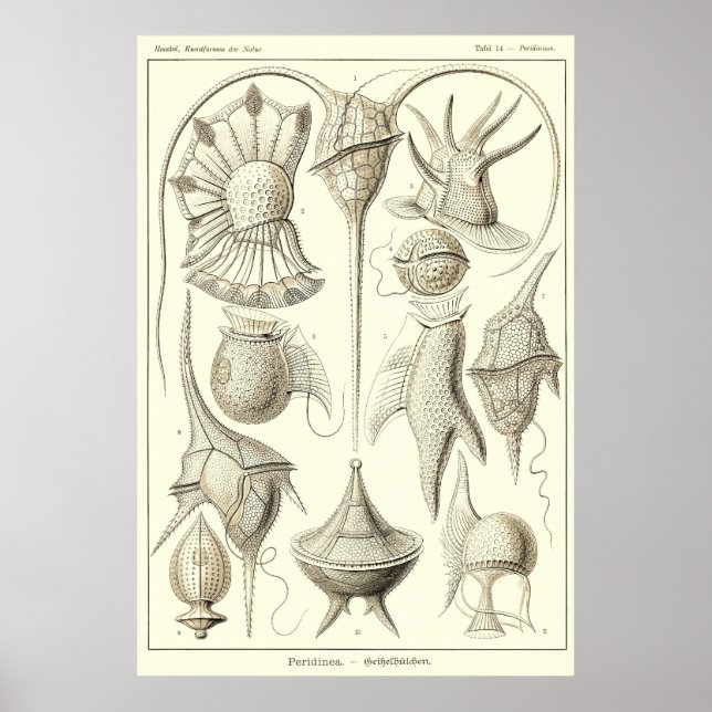 Plate 14 Peridinea Poster (Front)