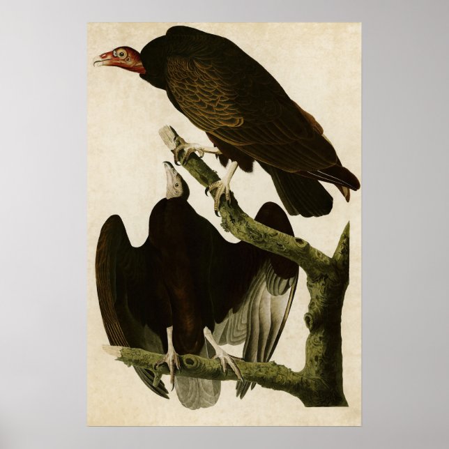 Plate 151 | Turkey Buzzard | Birds of America Poster (Front)