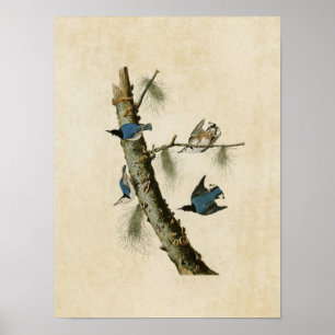 Plate 152   White-Breasted Black-Capped Nuthatch Poster