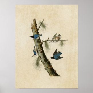 Plate 152 | White-Breasted Black-Capped Nuthatch Poster