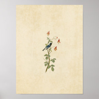 Plate 155 | Black-Throated Blue Warbler Poster