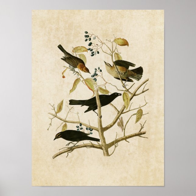 Plate 157 | Rusty Grakle | Birds of America Poster (Front)