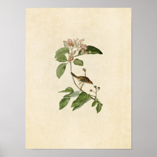 Plate 165 | Bachman's Finch | Birds of America Poster
