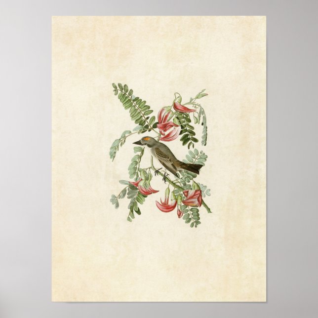 Plate 170 | Gray Tyrant | Birds of America Poster (Front)