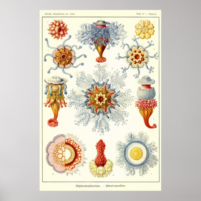 Plate 17 Siphonophorae Poster (Front)