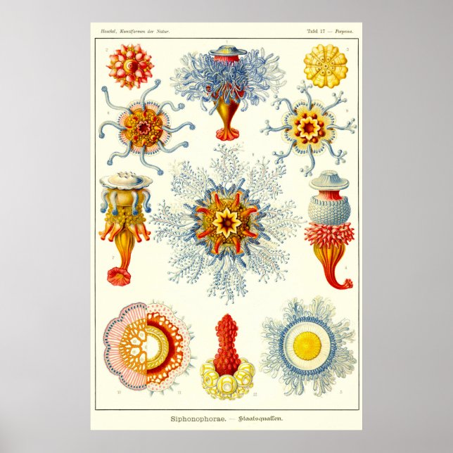 Plate 17. Siphonophores. Poster (Front)