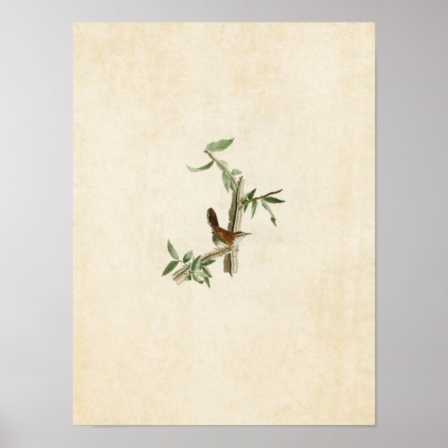 Plate 18 | Bewick's Wren | Birds of America Poster (Front)