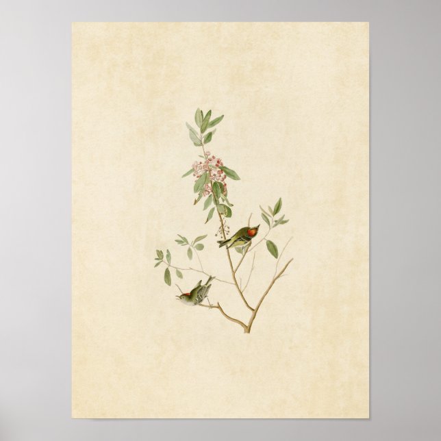 Plate 195 | Ruby-Crowned Wren | Birds of America Poster (Front)