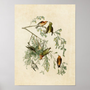 Plate 197 American Crossbill Birds of America Poster