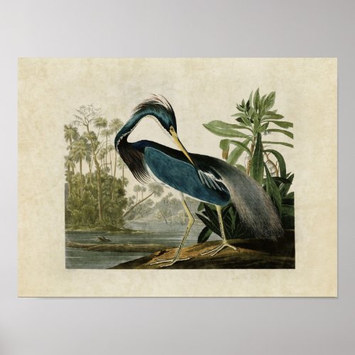 Plate 217  Louisiana Heron  Birds of America Poster