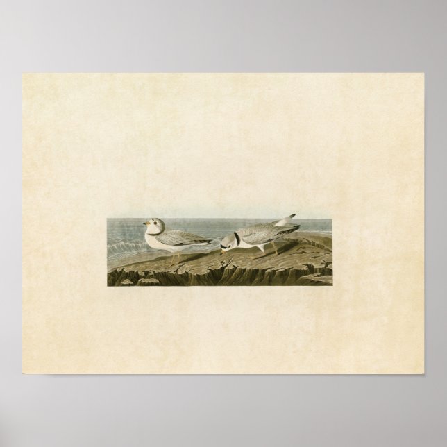 Plate 220 | Piping Plover | Birds of America Poster (Front)