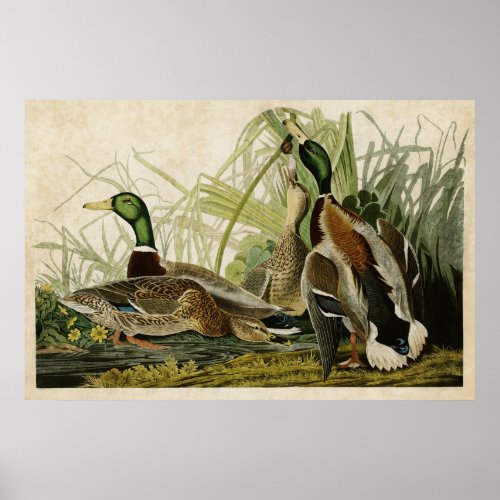 Plate 221  Mallard Duck  Birds of America Poster