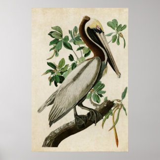Plate 251 | Brown Pelican | Birds of America Poster