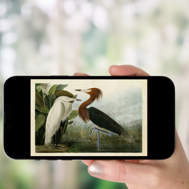 Plate 256 | Purple Heron | Birds of America Poster (Front Digital)