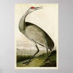 Plate 261 Whooping Crane Birds of America Poster