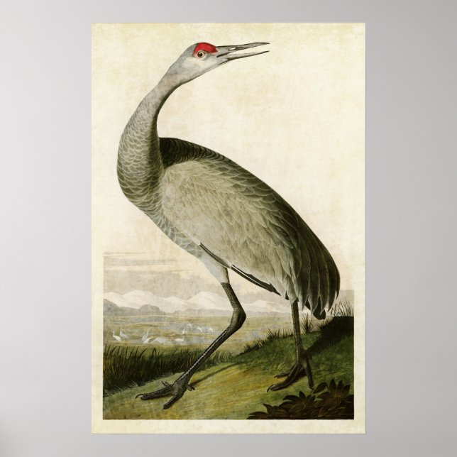 Plate 261 | Whooping Crane | Birds of America Poster (Front)