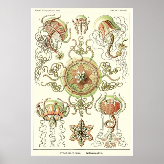 Plate 26 Trachomedusae Poster (Front)