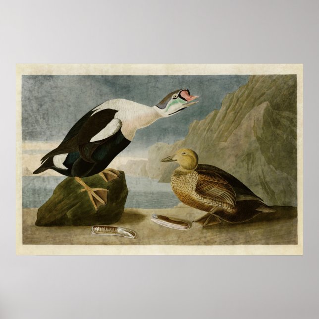 Plate 276 | King Duck | Birds of America Poster (Front)