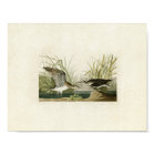 Plate 289 | Solitary Sandpiper | Birds of America