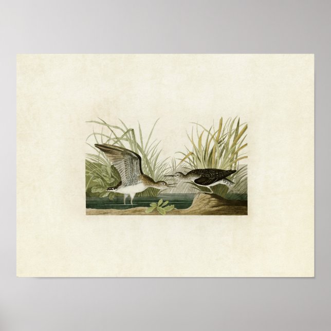 Plate 289 | Solitary Sandpiper | Birds of America Poster (Front)