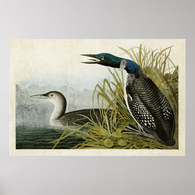 Plate 306 | Great Northern Diver or Loon Poster (Front)