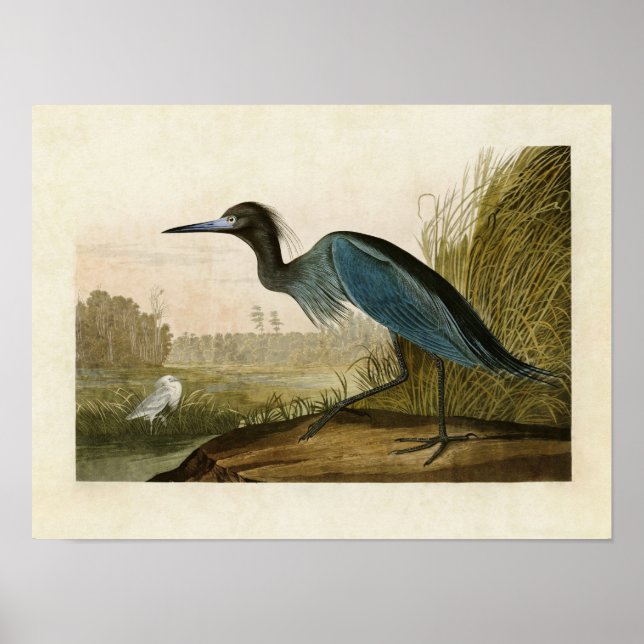 Plate 307 | Blue Crane or Heron | Birds of America Poster (Front)