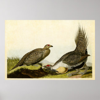 Plate 371 | Cock of the Plains | Birds of America Poster