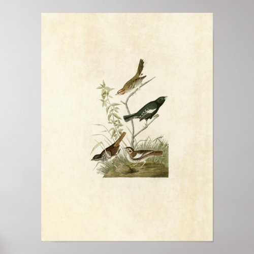 Plate 390  Lark Finch Prairie Finch  Sparrow Poster