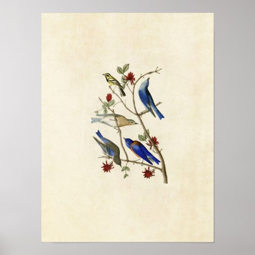 Plate 393  Townsends Warbler  Bluebirds Poster