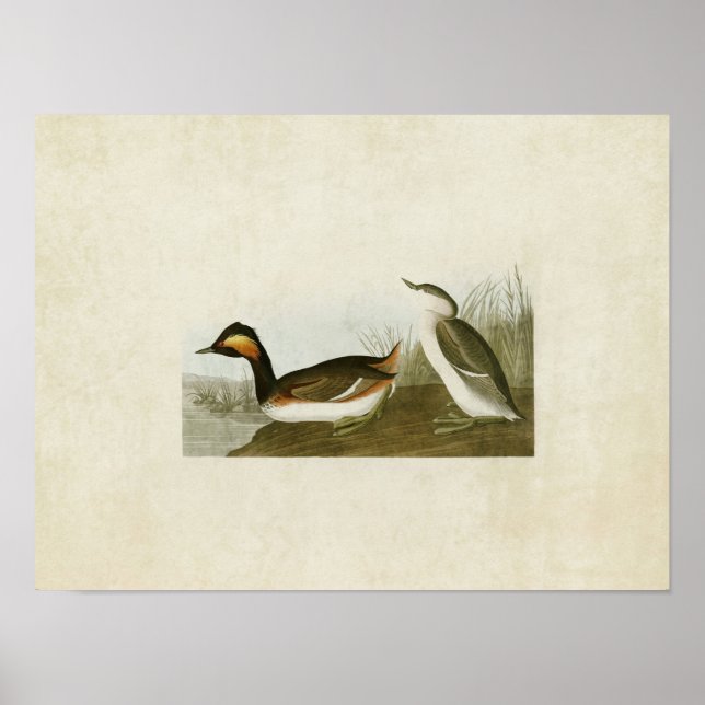 Plate 404 | Eared Grebe | Birds of America Poster (Front)